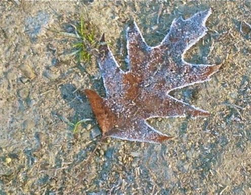 Frosty Oak Leaf