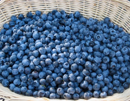 Photo of Fresh-Picked Blueberries